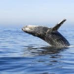 Miches Whales Watching Half Day Experience – Media Luna (Half-Moon). - Dominican Republic