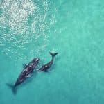 Whale Watching and Cayo Levantado Island Combo Tour