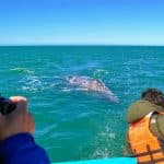 Excursion Whale Watching Samaná bay + Cayo Levantado from Puerto Plata (Private Transportation)