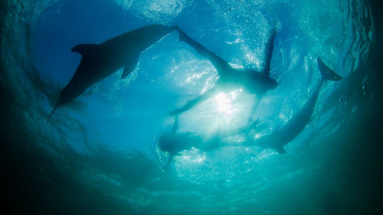 Dolphin Swim in Punta Cana – Best 60-min Dolphin Discovery
