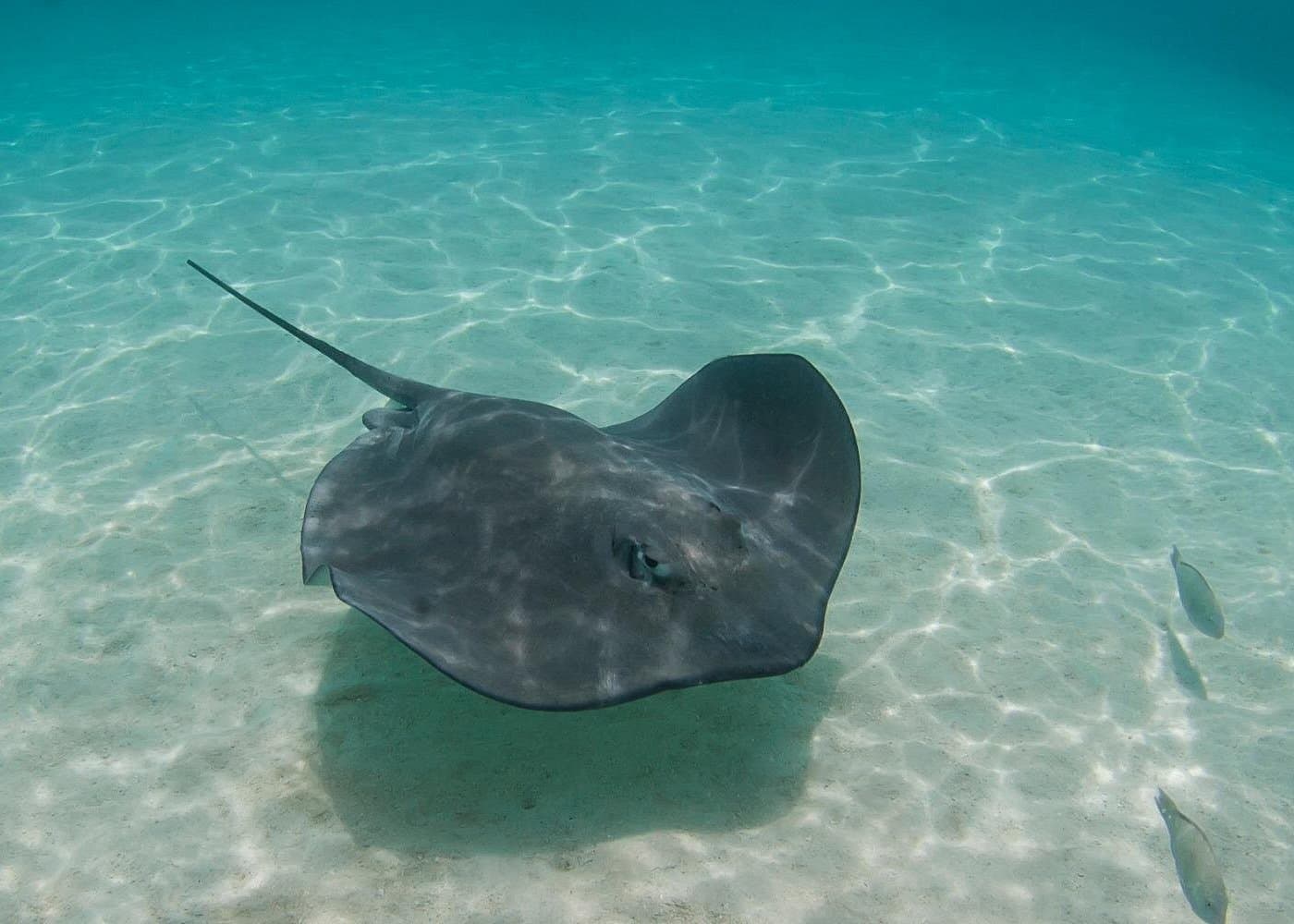 Full Day Tour Pinzon Island + La Fe/Las Palmas - Snorkeling & Fishing