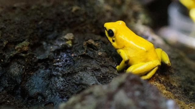 Costa Rica: Guided Nature Hike in Cahuita National Park