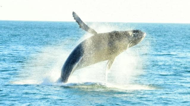 All-Inclusive Catamaran Eco Adventure with Lunch