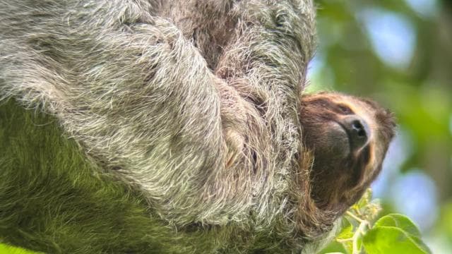 Manuel Antonio National Park Hike
