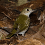 Bayahibe: Bird Watching & Cotubanama National Park