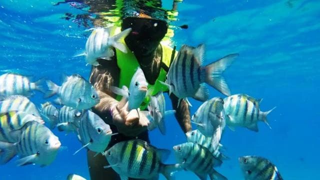 Catalina Island: Day Trip - Best Snorkeling!