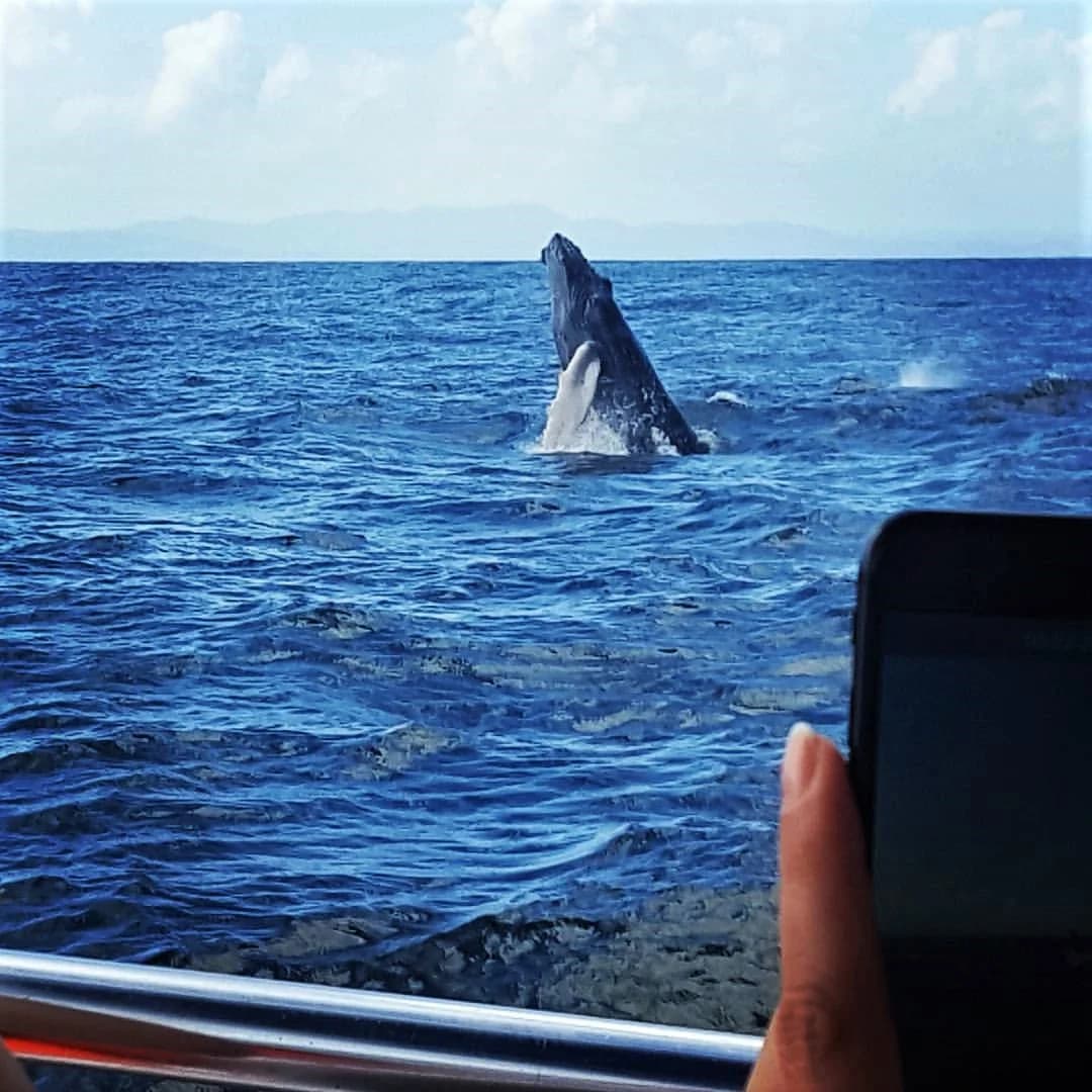 Whale Watching from Miches Hotels and Cayo Levantado (Bacardi Island)
