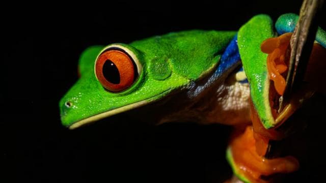 La Fortuna: Arenal Volcano Rainforest Night Tour