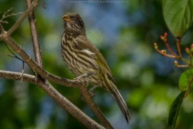 Los Haitises: Sunrise or Sunset wildlife focus