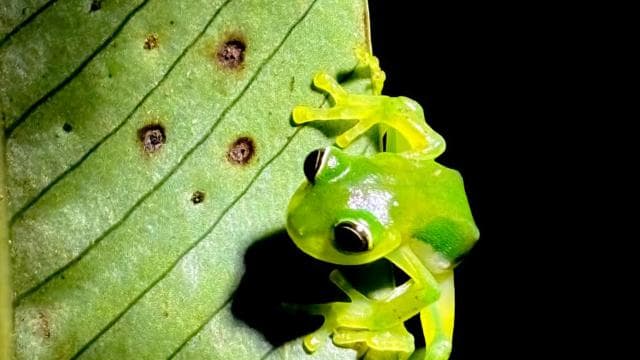 Monteverde: Oktari Monteverde Night Walk Tour