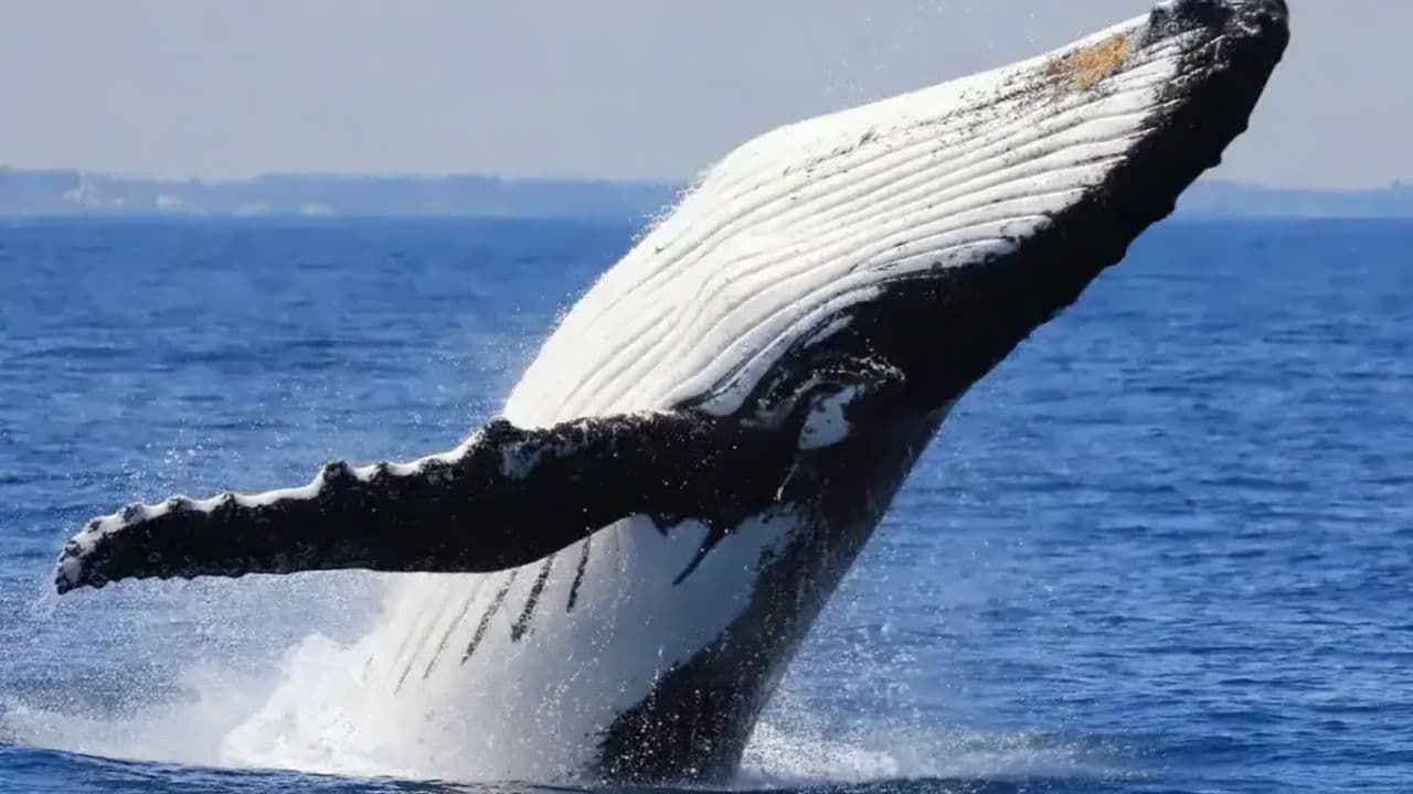 Whale Watching Tour in Samana