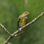 Package Birding 7 Days “Bird Watching”