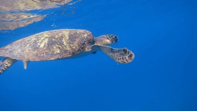 Uvita: Snorkeling in Caño Island