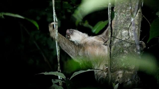 La Fortuna Night Walk in a High Biodiversity Rainforest