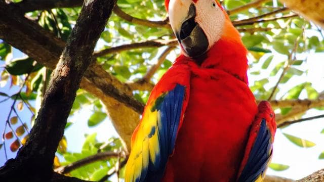Manuel Antonio National Park Full Wildlife