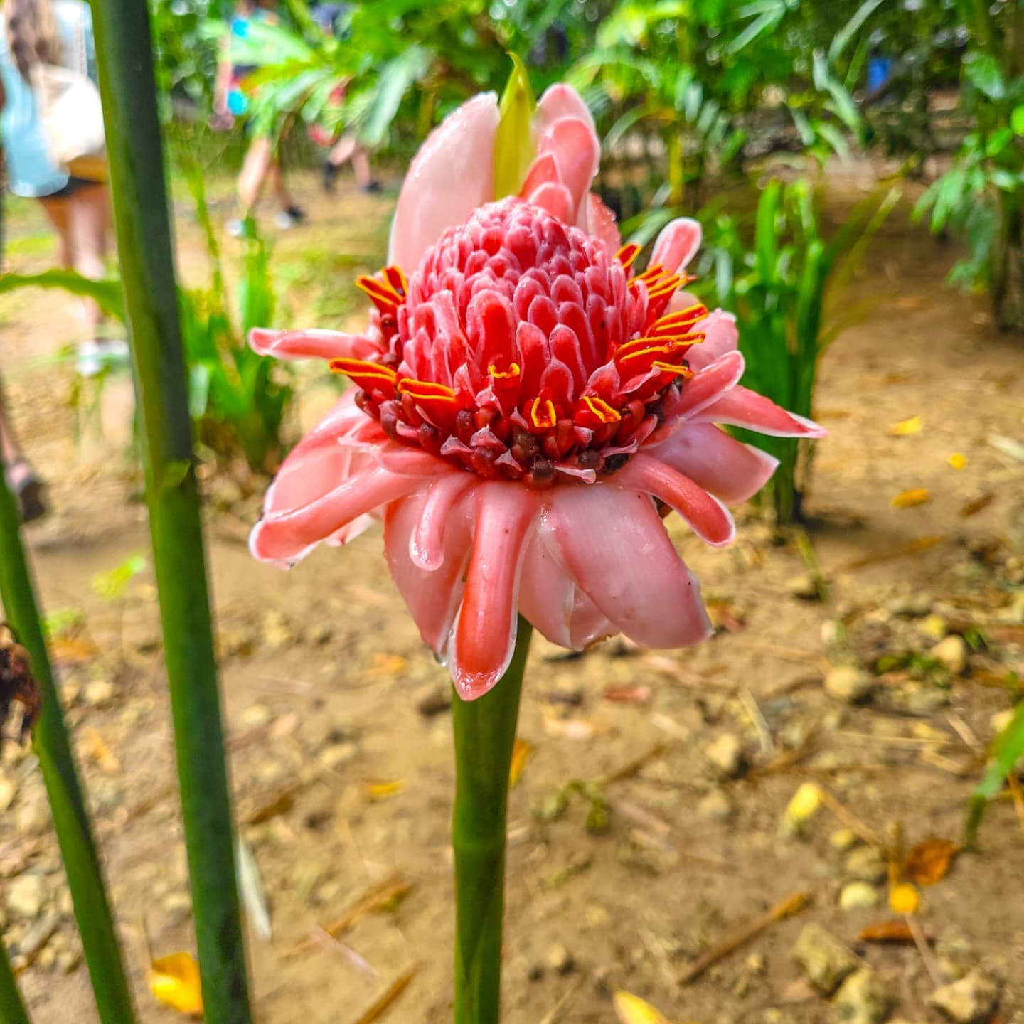 Los Haitises National Park & Yanigua Waterfall Tour Departure from Miches – Secrets Playa Esmeralda - Dominican Republic