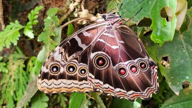 Mistico Hanging Bridges + Transportation + Naturalist Guide