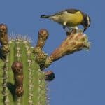 Birdwatching in Los Haitises National Park