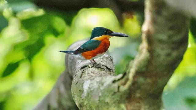 Quepos Mangrove Boat Tour