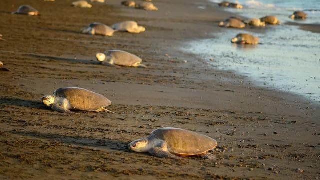 TURTLE WATCHING IN TORTUGUERO COSTA RICA