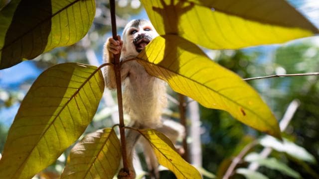 Manuel Antonio: KSTR Wildlife Sanctuary Guided Tour