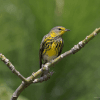 Sabana de la Mar: Bird Watching & Los Haitises National Park