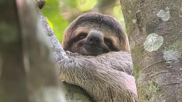 Manuel Antonio National Park: Animal watching hike