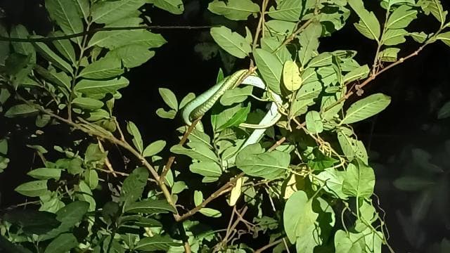 La Fortuna Night Walk in a High Biodiversity Rainforest