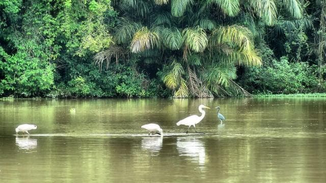 Rafting in Sarapiqui River from La Fortuna: Afternoon tour