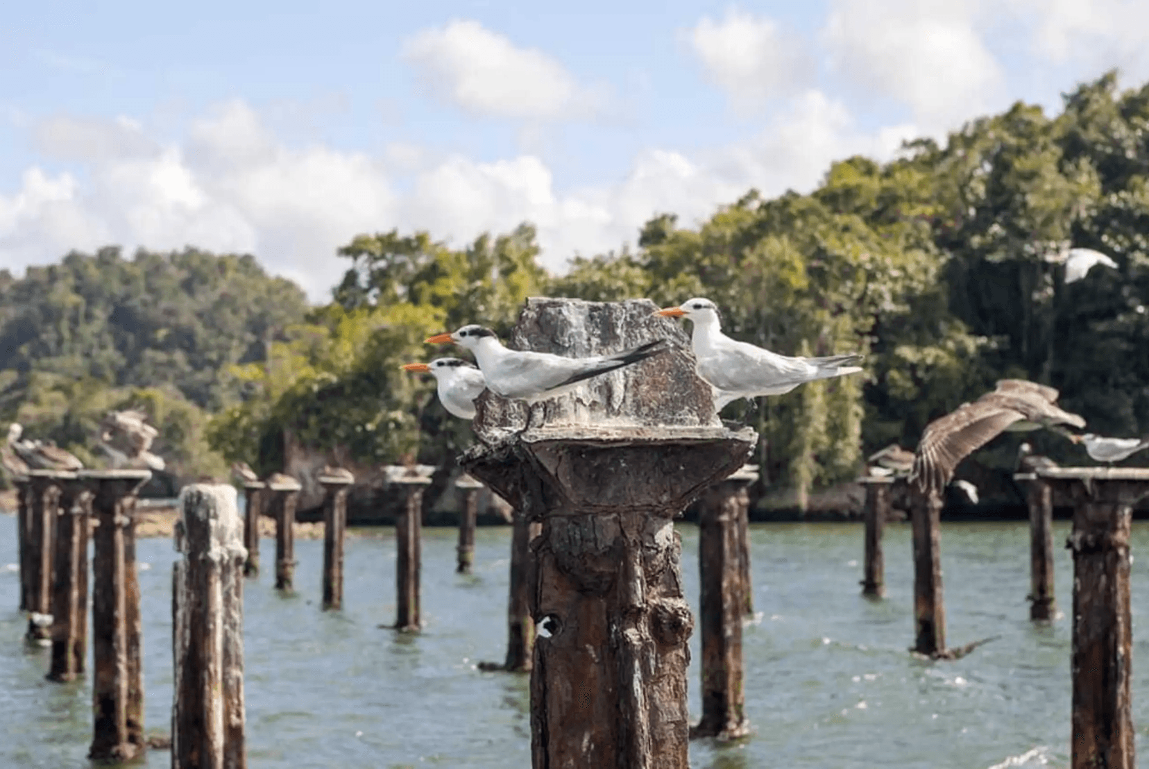 Punta Cana to Los Haitises + Kayak, Boat Ride & Macao Buggy Adventure