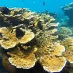 Snorkeling Tour & Sosua Beach Day