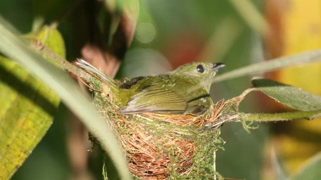 Arenal Forest: Bird Observation & Photography Tour