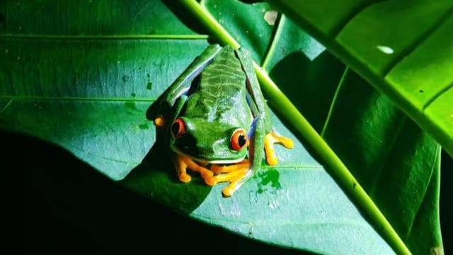 Amazing Night Walk in Tortuguero