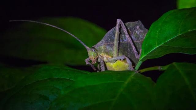 Monteverde: Kinkajou Forest Night Walking Tour