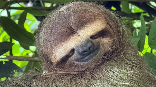 Manuel Antonio National Park: Guided Tour with ENTRANCE INCLUDED