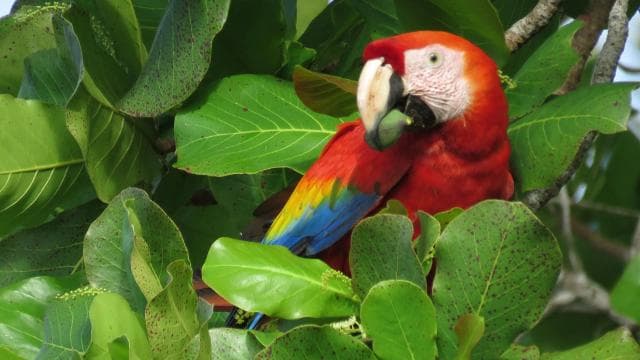 Uvita:Scarlet Macaws in Marino Ballena National Park Parrots