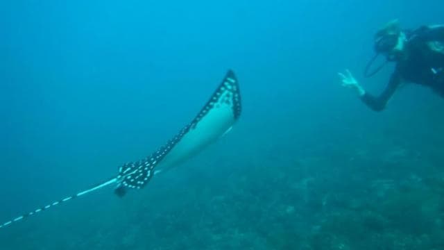 Tamarindo: Discover Scuba Diving at Catalina Islands - Dominican Republic