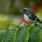Punta Cana: Bird Watching at Punta Cana Foundation Area