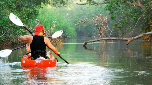 Uvita - Dominical: Private Kayak Tour - Mangroves of Terraba