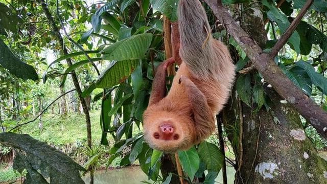 Arenal: Hanging Bridges, Waterfall, Volcano & Hot Springs