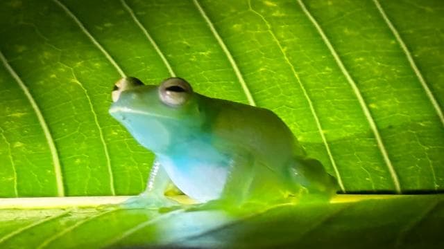 Manuel Antonio: Jungle Night Tour and Buttlerfly Garden