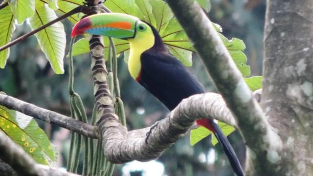 San José: Arenal Volcano, Waterfalls, Coffee and Hot Springs - Dominican Republic