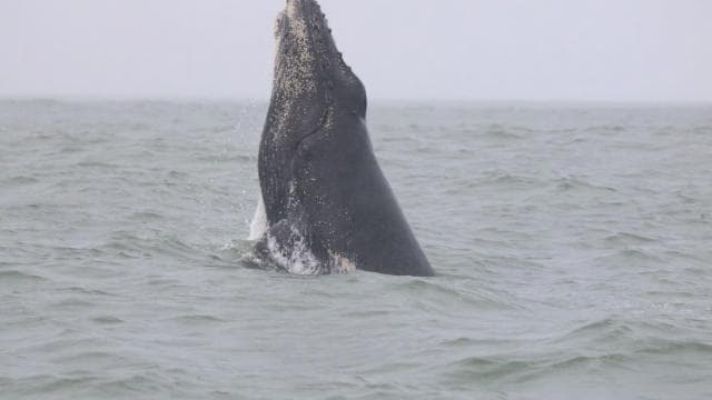 Marino Ballena National Park: Whale and Dolphin Watching