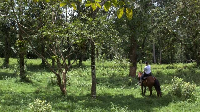 Private Horseback Riding - Río Celeste