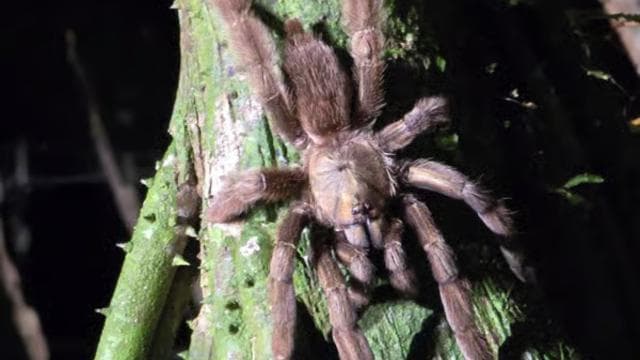 Puerto Viejo: Wildlife Night Tour in the Jungle