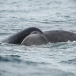 Punta Cana / Cap Cana: Excursion Whale Watching + Cayo Levantado (Private Tour )
