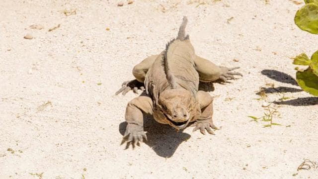 Punta Cana: Iguana Sanctuary, Sailing & BBQ Tour - Dominican Republic