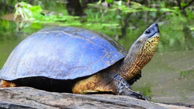 Tortuguero National Park: Canoe Tour with electric motor