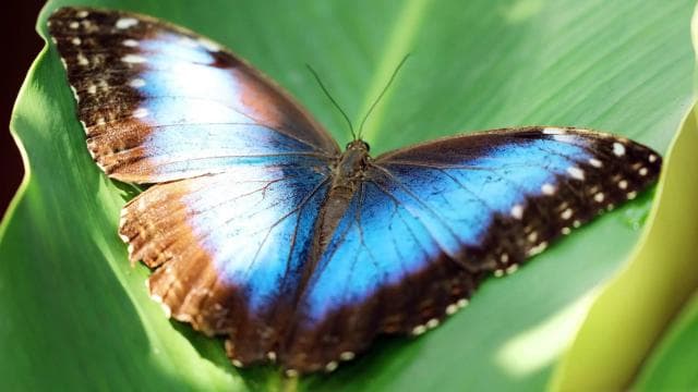 Rio Celeste Waterfall and Sloth Hike with Lunch
