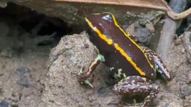 CAHUITA: NATIONAL PARK SNORKELING AND HIKING *CERTIFIED LOCAL TOUR GUIDE*.